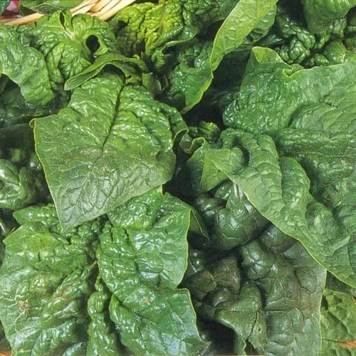 Spinach Giant Winter