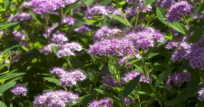 Spiraea japonica Double Play Artist