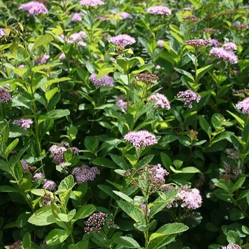 Spirea Pink Sparkler®