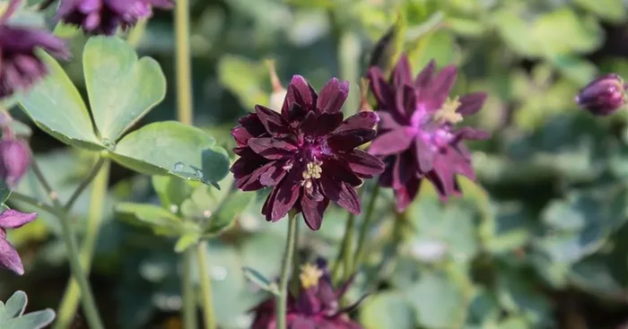 Spornlose Halbakelei ‚Plena Black Barlow‘