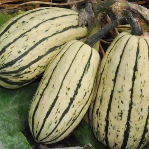 Squash Cornell’s Delicata