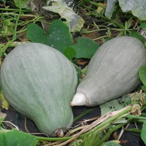 Squash Sibley