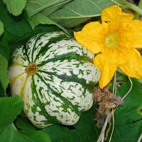 Squash Small Striped Sweet Dumpling
