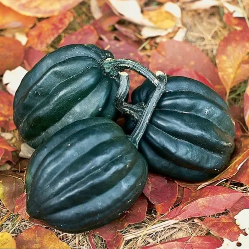 Squash Tuffy