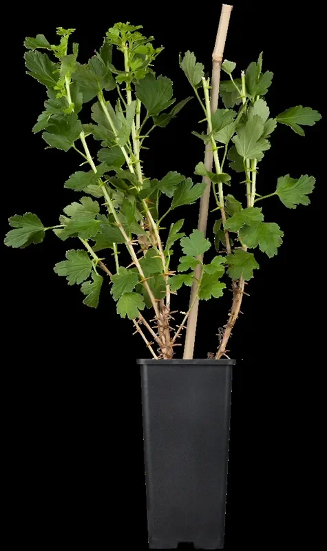 Stachelbeere ‚Hinnonmäki‘