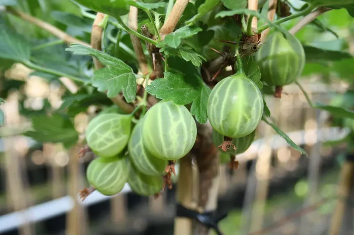 Stachelbeere ‚Mucurines‘