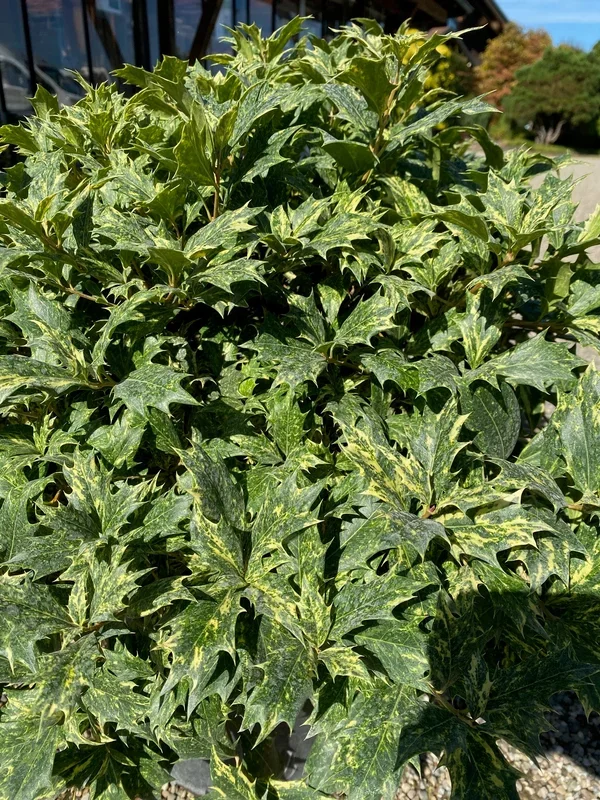 Stachelblättrige Duftblüte ‚Tricolor‘ / Osmanthus heterophyllus ‚Tricolor‘