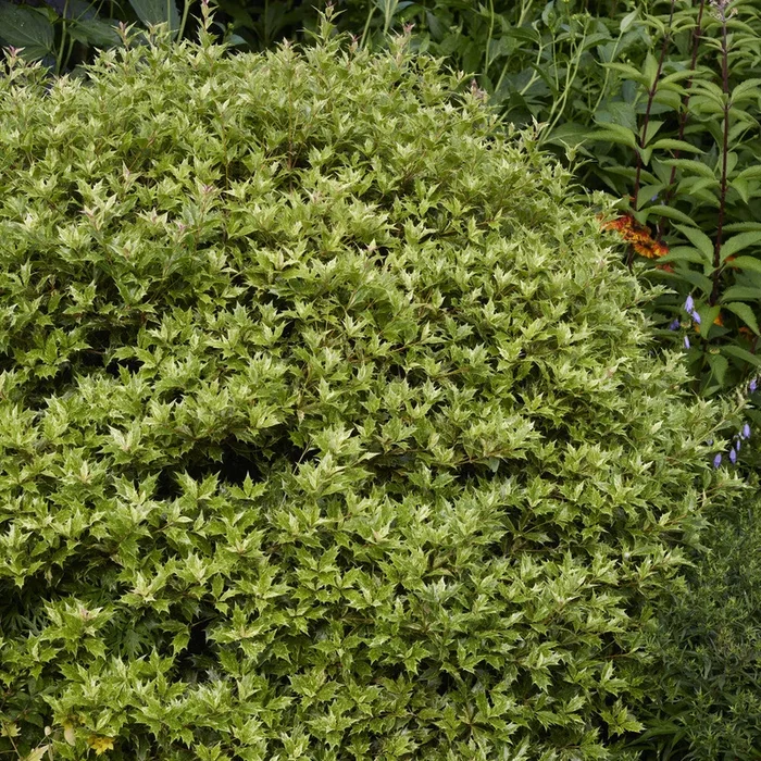 Stachelblättrige Duftblüte Goshiki Tricolor