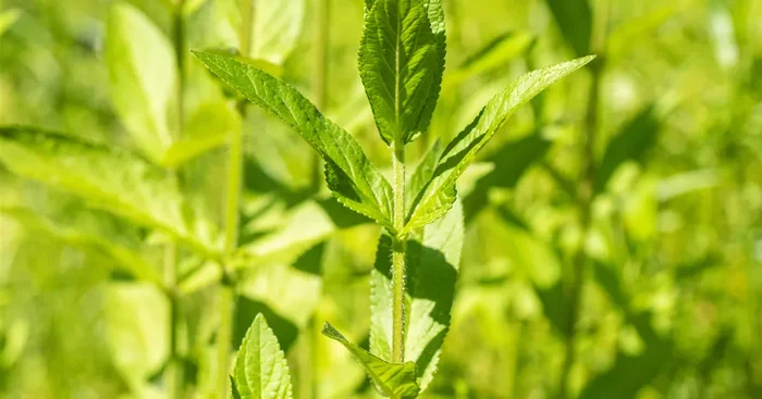Stachys palustris${2}
