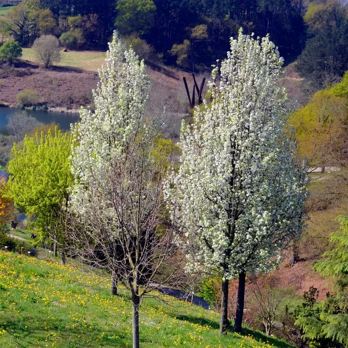 Stadtbirne ‚Chanticleer‘