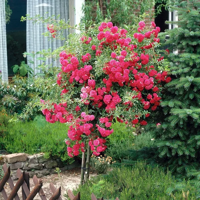 Stammrose Excelsa