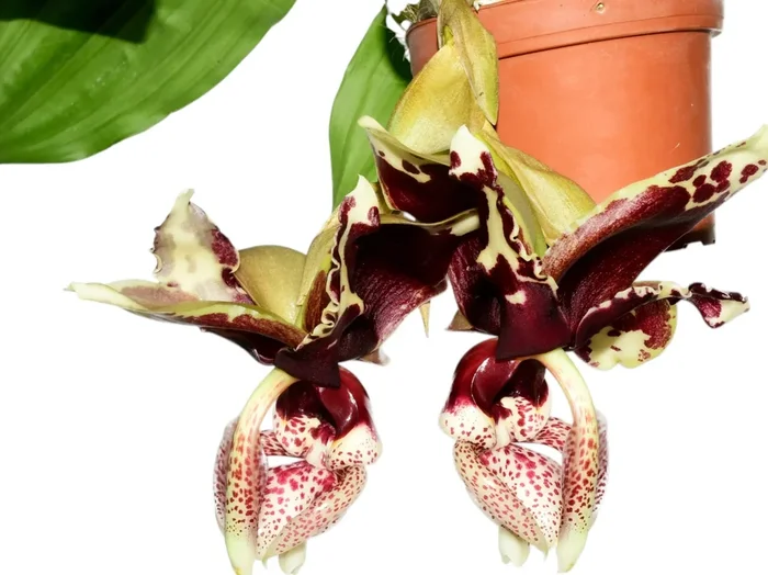 Stanhopea Azuay