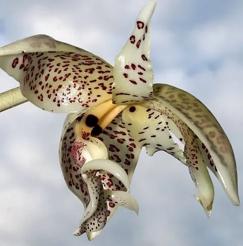 Stanhopea oculata