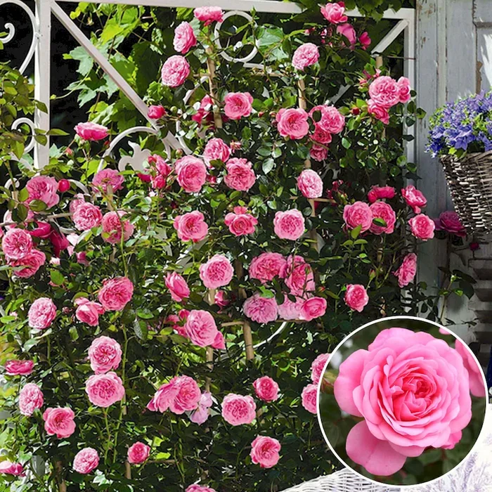 Starlet® Miniclimber-Rose ‚Eva®‘ Rosa Hybrid – Bestellnummer 2221599