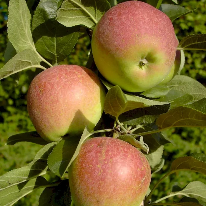 Starline (R) Golden Gate (S) Säulenapfel