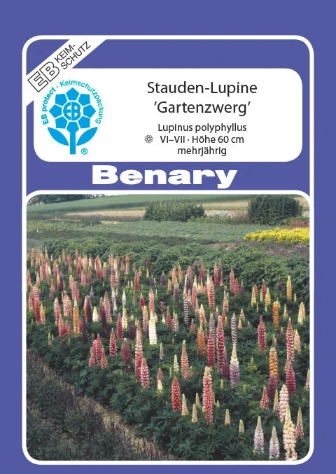 Stauden-Lupine Gartenzwerg