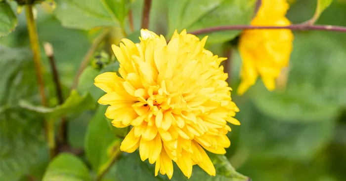 Stauden-Sonnenblume ‚Soleil d‘