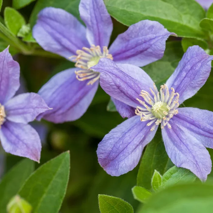 Staudenclematis ‚Arabella‘