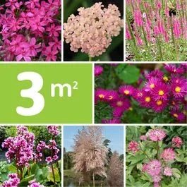 Staudenpaket Pink
