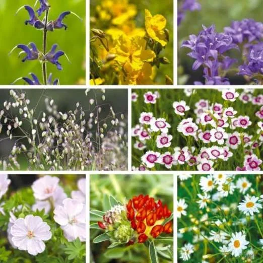 StaudensortimentInspiration Blumenwiese