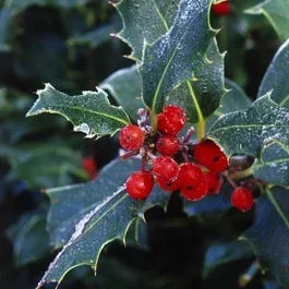 Stechpalme als Baum (Ilex aquifolium ‚Alaska‘)