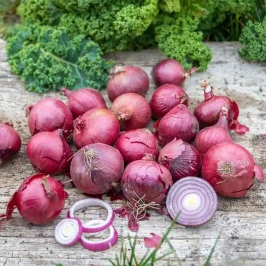 SteckzwiebelRed BaronFrühjahrspflanzung