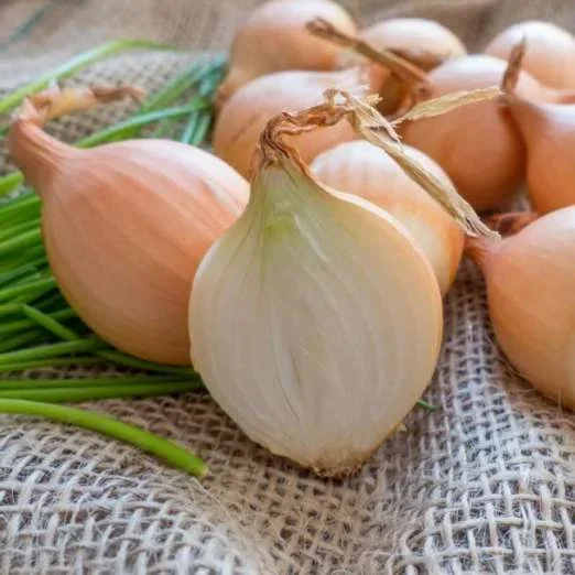 SteckzwiebelSturonFrühjahrspflanzung