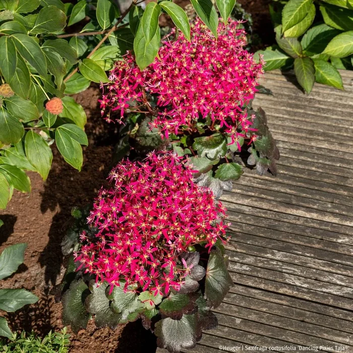 Steinbrech ‚Dancing Pixies® Taja‘