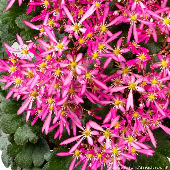 Steinbrech ‚Dancing Pixies® Tini‘