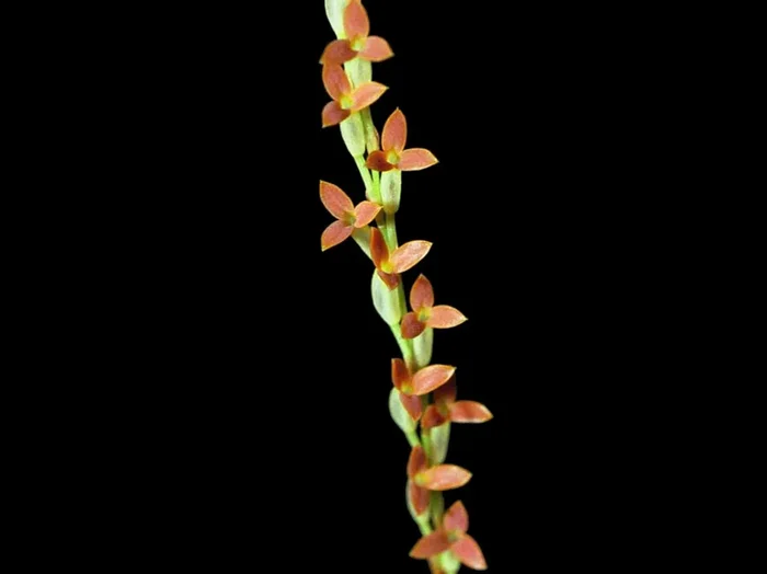 Stelis emarginata