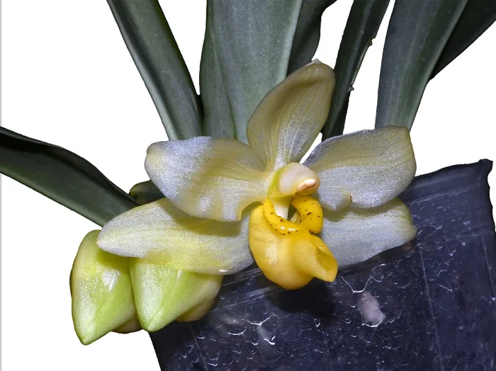 Stenia pallida