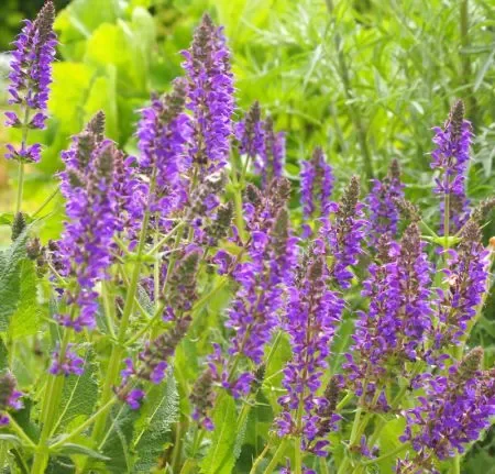 Steppen-Salbei (Salvia nemorosa) „Bio“