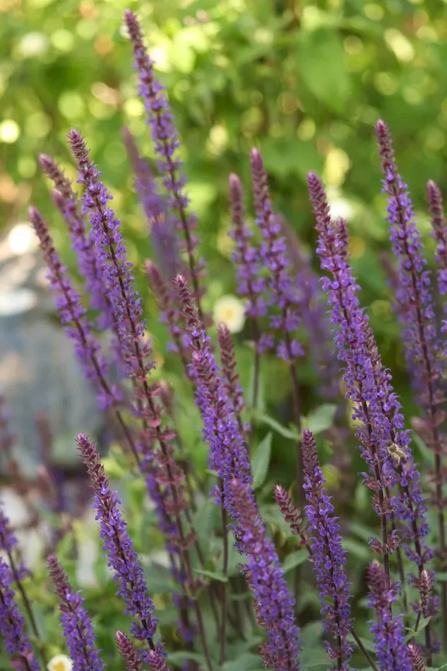 Steppensalbei ‚Caradonna‘, Salvia nemorosa ‚Caradonna‘