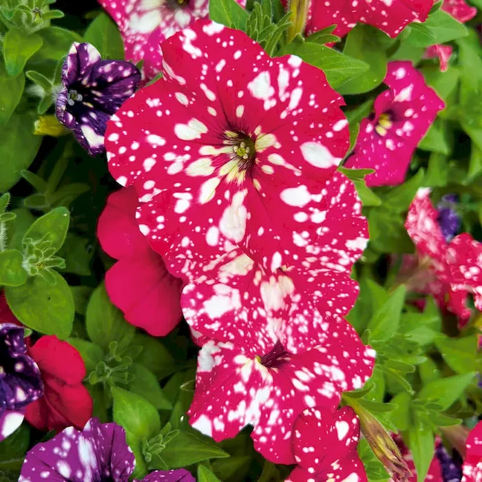 Sternenhimmel-Petunie Rubyred Sky Petunia – Bestellnummer 6601910