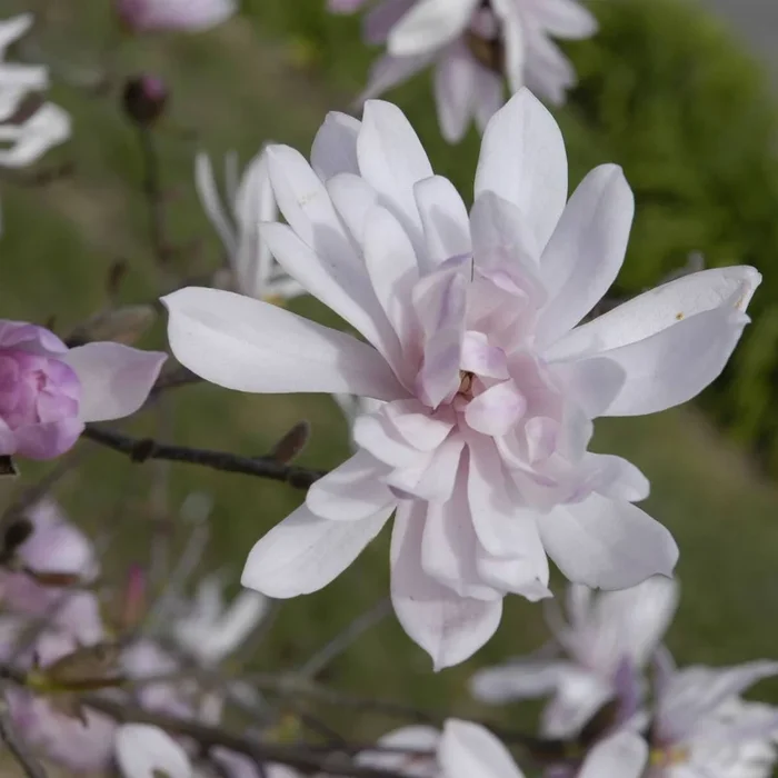 Sternmagnolie ‚Rosea‘