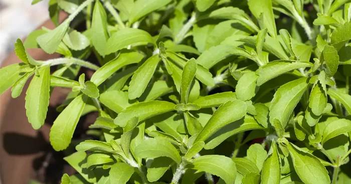 Stevia rebaudiana Honigkraut, Süßkraut Sweety