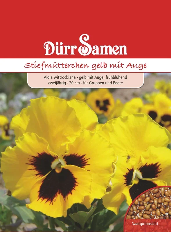 Stiefmütterchen gelb mit Auge