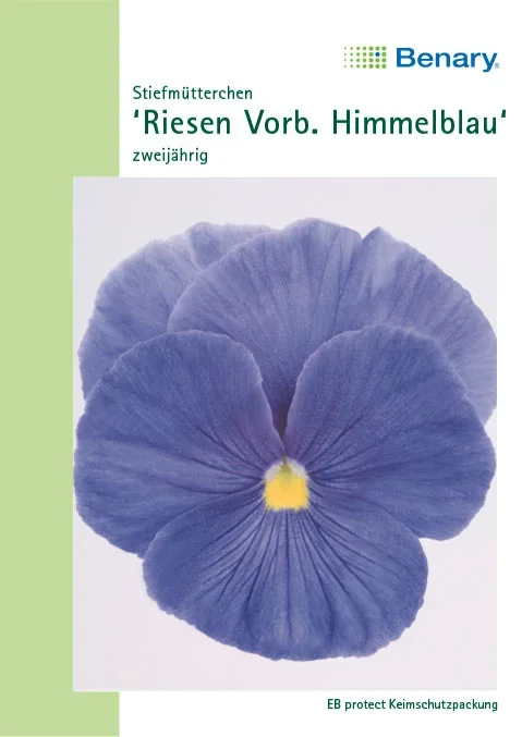 Stiefmütterchen Riesen Vorbote Himmelblau