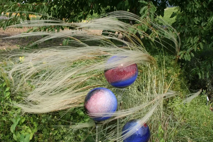 Stipa barbata (Südliches Reiher-Federgras)