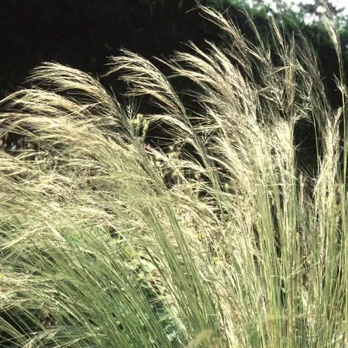 Stipa Lessingiana