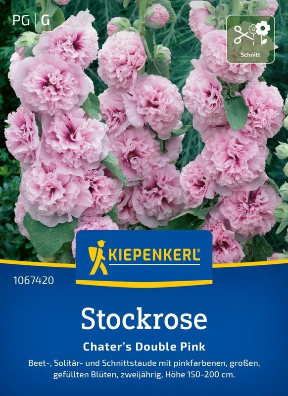 Stockrose Chater’s Double Pink, Beet-, Solitär- und Schnittstaude – Höhe 150-200 cm