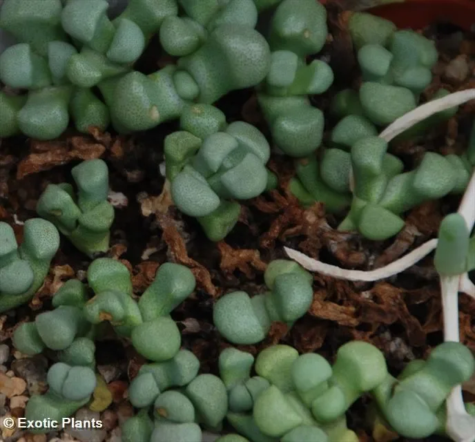 Stomatium suaveolens