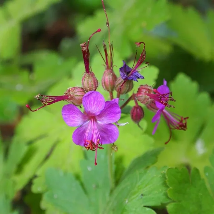 Storchschnabel ‚Berggarten‘