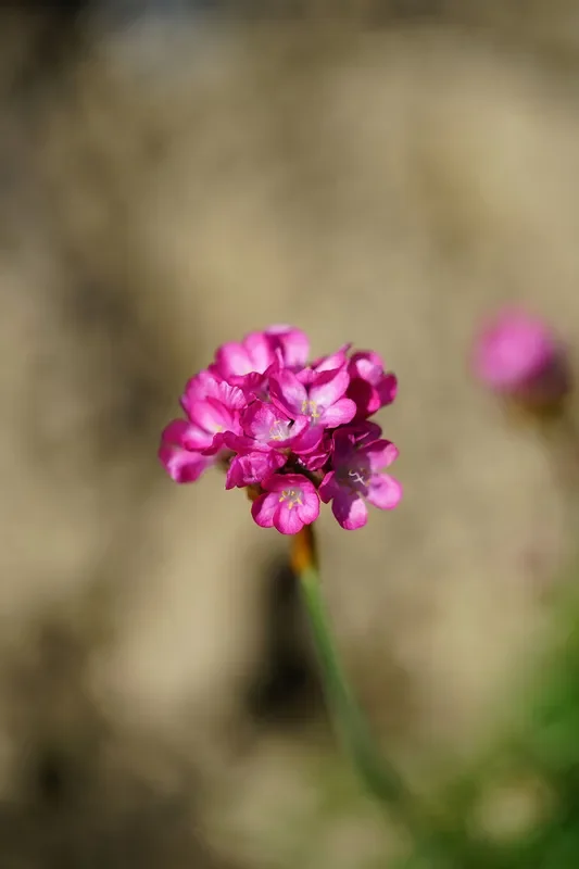 Strand-Grasnelke (Armeria maritima)