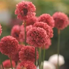 Strand-Grasnelke (Armeria pseudarmeria) BALLERINA Red