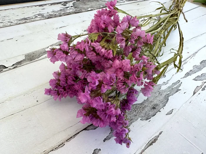 Strandflieder Pink-Lila (3 Stück, getrocknet) – Trockenblumen DIY