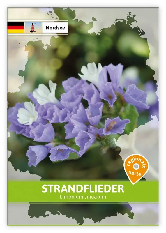 Strandflieder (Regionale Sorte Nordsee)