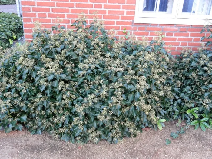 Strauchefeu „Arborescens“ (Hedera helix)