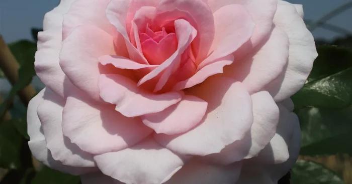 Strauchrose ‚Bremer Stadtmusikanten’®