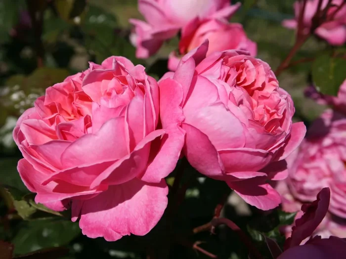 Strauchrose ‚Flora Colonia‘